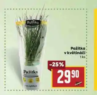 Billa Pažitka v květináči nabídka