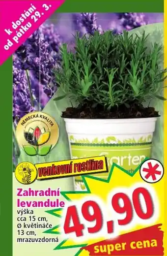 Zahradní levandule