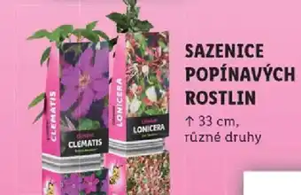 Lidl SAZENICE POPÍNAVÝCH ROSTLIN nabídka