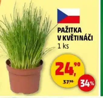 PAŽITKA V KVĚTINÁČI
