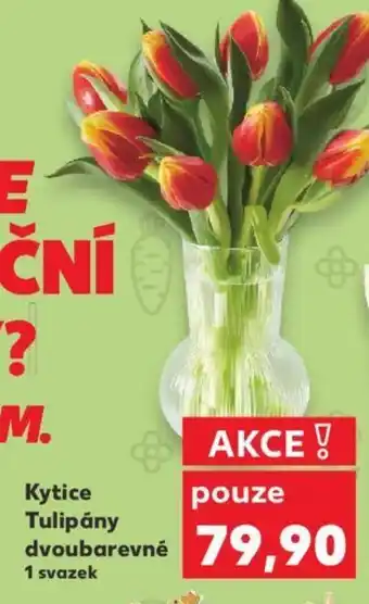 Kaufland Kytice Tulipány dvoubarevné nabídka