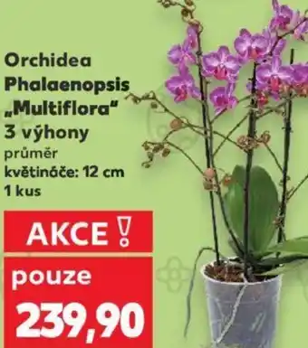 Kaufland Orchidea Phalaenopsis „Multiflora" nabídka