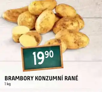 Terno BRAMBORY KONZUMNÍ RANÉ nabídka