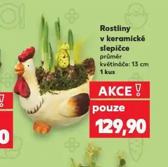 Kaufland Rostliny v keramické slepičce nabídka