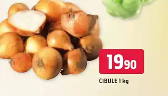 Trefa CIBULE 1 kg nabídka