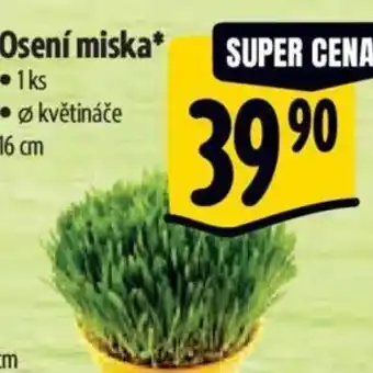 Albert Osení miska nabídka