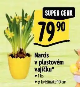 Albert Narcis nabídka