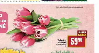 Billa Tulipány 7 stonků nabídka