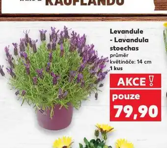 Kaufland Levandule nabídka