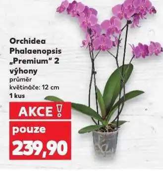 Kaufland Orchidea nabídka