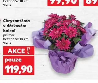 Kaufland Chryzantéma nabídka