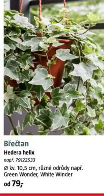 Břečtan Hedera helix