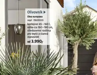 Bauhaus Olivovník Olea europaea nabídka