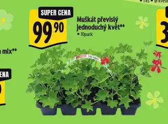 Muškát převislý