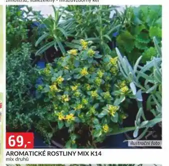 Baumax Aromatické rostliny nabídka