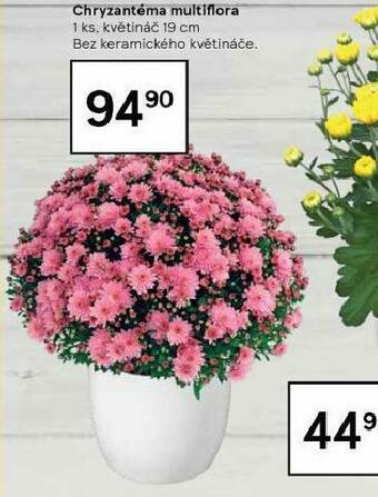 Tesco Chryzantéma multiflora nabídka