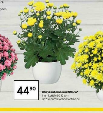 Tesco Chryzantéma multiflora nabídka