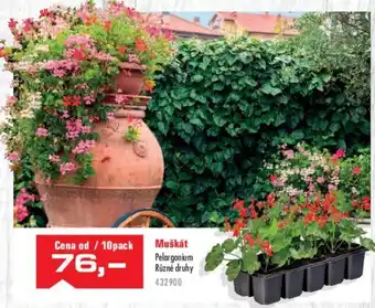 Uni Hobby Muškát Pelargonium Různé druhy nabídka