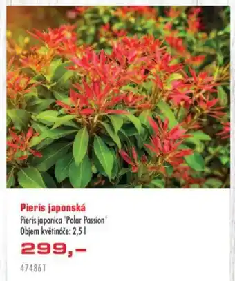 Uni Hobby Pieris japonská nabídka