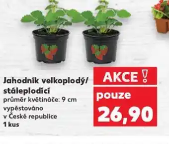 Kaufland Jahodnik velkoplody/ stáleplodící nabídka