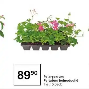 Tesco Pelargonium peltatum jednoduché nabídka