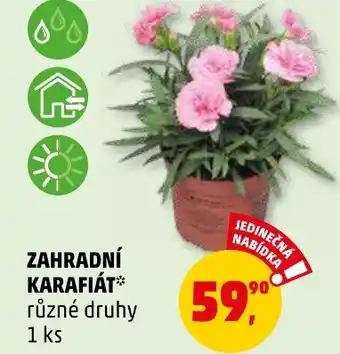 Penny Market ZAHRADNÍ KARAFIÁT nabídka