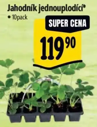 Jahodník jednouplodící