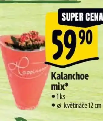 Kalanchoe mix