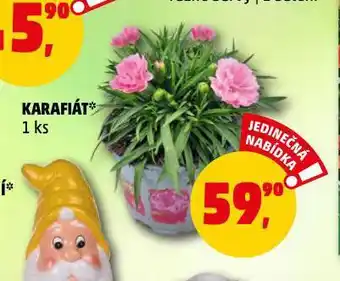 Penny Market Karafiáty nabídka