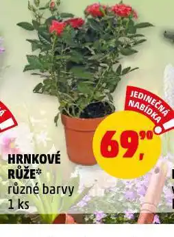 Penny Market Hrnkové růže nabídka