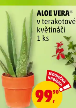 Penny Market ALOE VERA nabídka