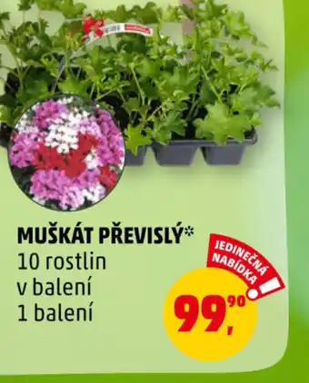 Penny Market MUŠKÁT PŘEVISLÝ nabídka
