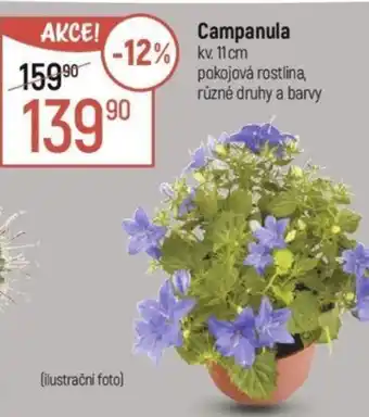 Campanula