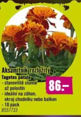 Hornbach Aksamitník rozložitý nabídka