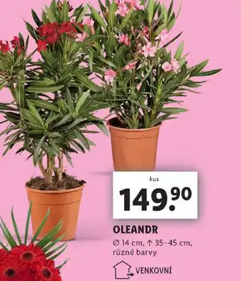 Lidl OLEANDR nabídka