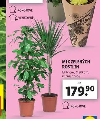 Lidl Mix zelených rostlin nabídka