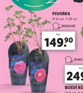 Lidl Pivoňka nabídka