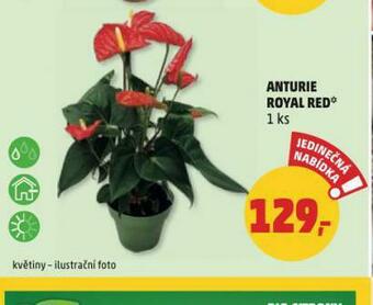 Penny Market Anturie royal red nabídka