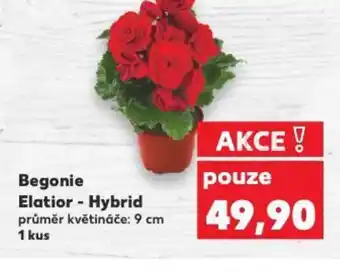 Kaufland Begonie Elatior - Hybrid nabídka