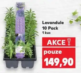 Kaufland Levandule 10 Pack nabídka