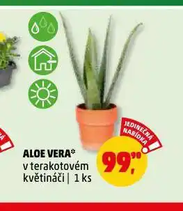 Penny Market Aloe vera nabídka