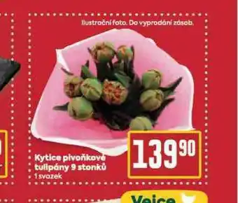 Billa Kytice pivoňkové tulipány 9 stonků nabídka