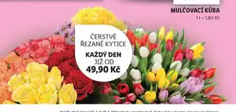 Lidl Čerstvé řezané kytice nabídka