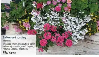 Bauhaus Balkonové rostliny nabídka