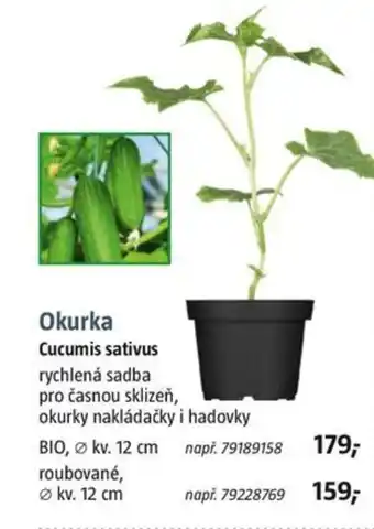 Bauhaus Okurka Cucumis sativus nabídka