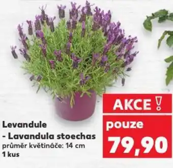 Kaufland Levandule - Lavandula stoechas nabídka