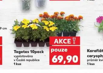 Kaufland Tagetes 10 pack nabídka