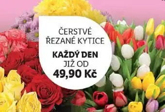 Lidl ČERSTVÉ ŘEZANÉ KYTICE nabídka