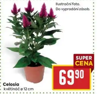 Billa Celosia nabídka