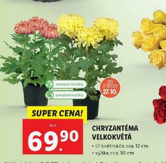 Lidl Chryzantéma velkokvětá nabídka